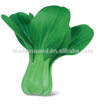 PK08 Zhonghua very early maturity hybrid pakchoi seeds in vegetable seeds